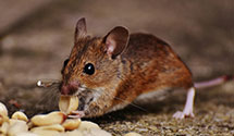 24 Hour & Emergency Exterminators in Pike Bay, MN